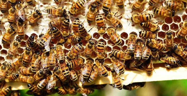 Mialet : les sapeurs-pompiers interviennent pour protéger les abeilles